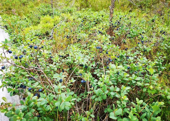 Koivuniemi Ferienhaus